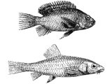Fish of the Sea of Galilee (Chromis andrae & Barbus beddomii)